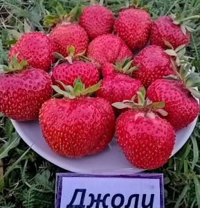 Клубника "ДЖОЛИ" (6 шт.)